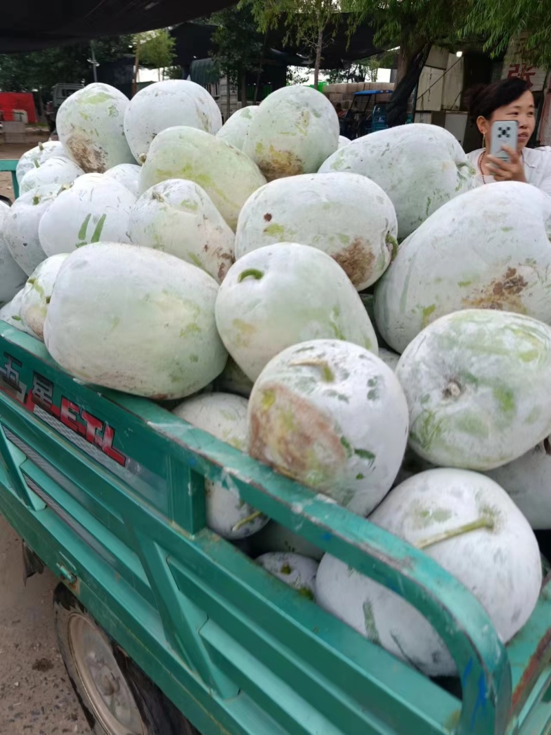 水果冬瓜！产地直发！保质保量！电联视频！欢迎砸单！