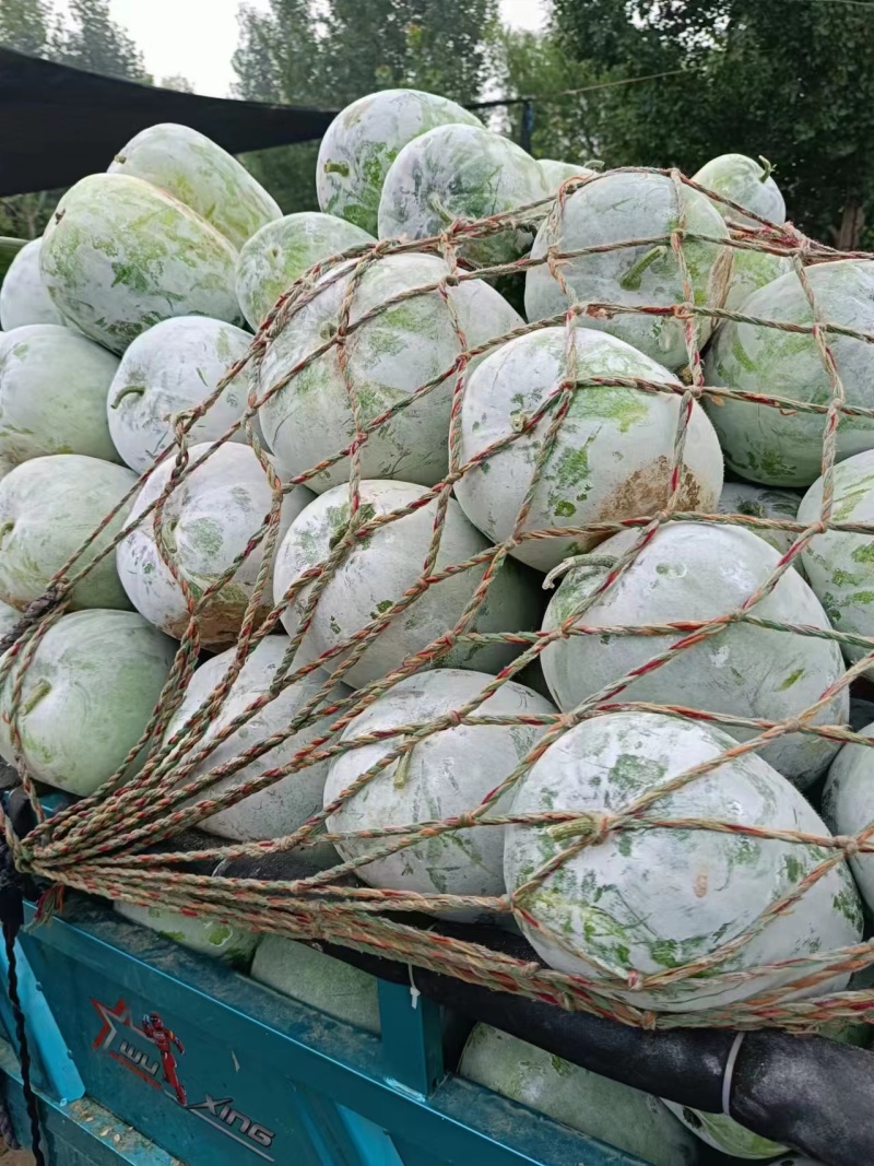 水果冬瓜！产地直发！保质保量！电联视频！欢迎砸单！