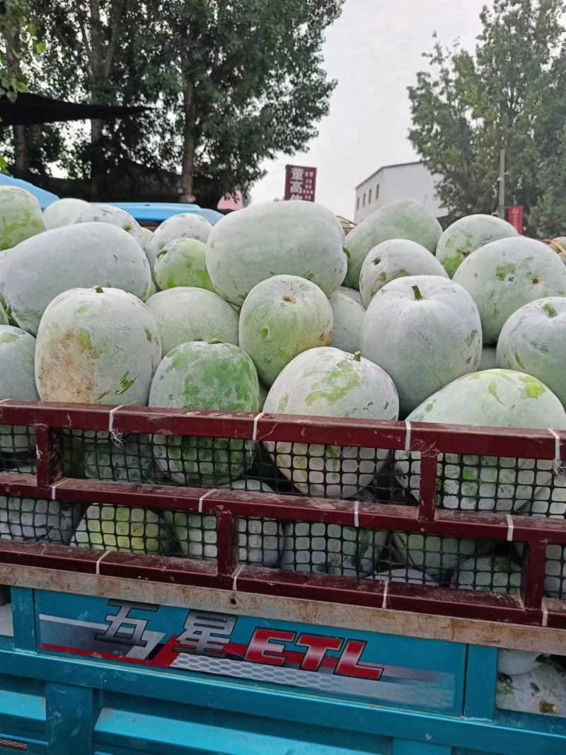 水果冬瓜！产地直发！保质保量！电联视频！欢迎砸单！