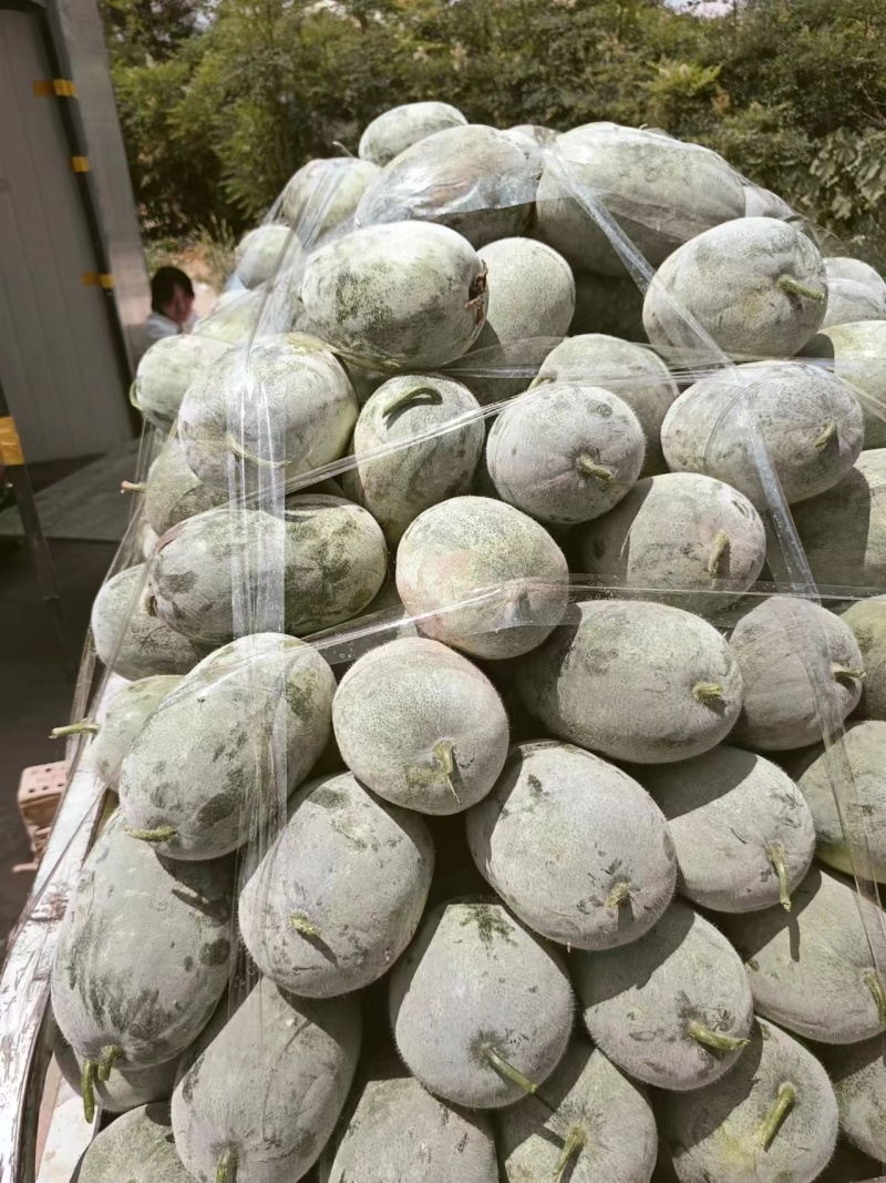 水果冬瓜！产地直发！保质保量！电联视频！欢迎砸单！