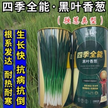 四季全能黑叶香葱种子四季小香葱种子抗病抗倒生长快耐寒耐热