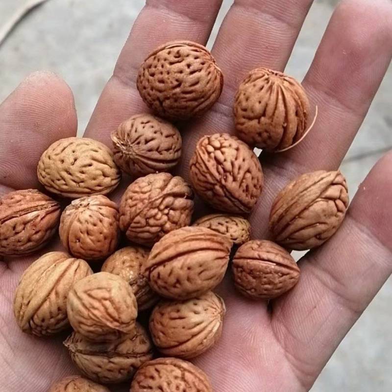 山桃核种子，人们都说开口好