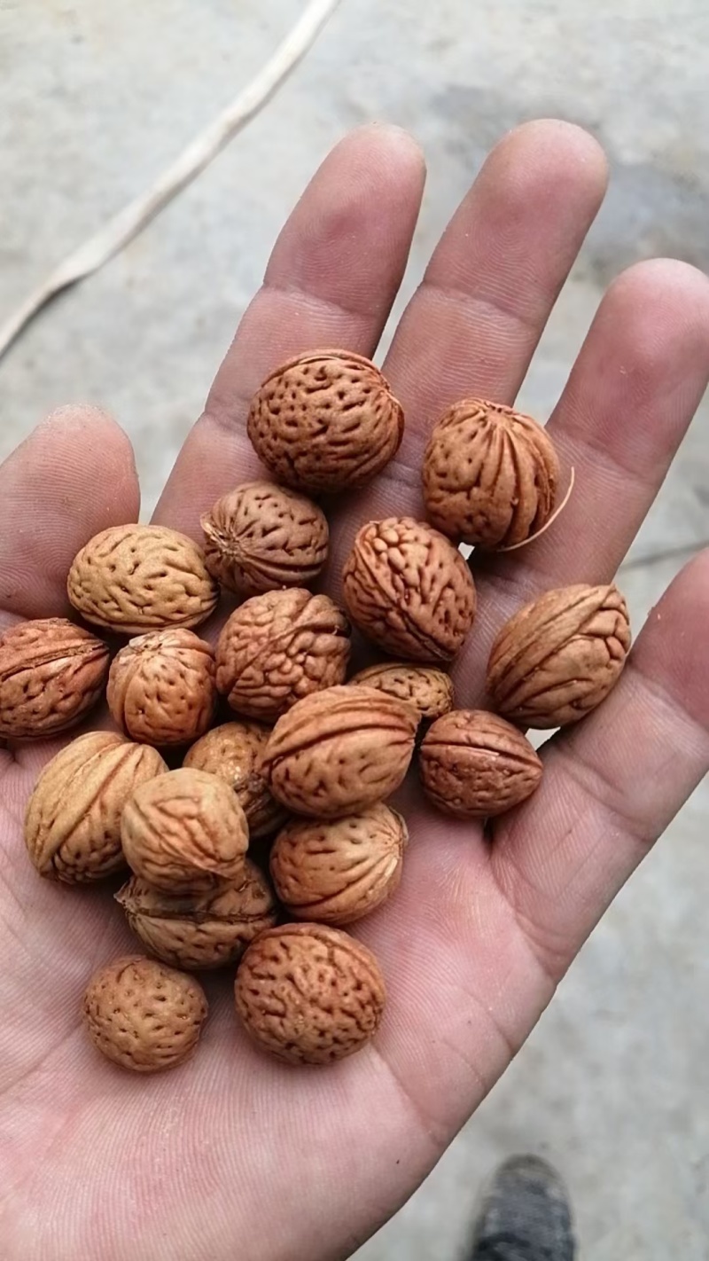 山桃核种子，人们都说开口好