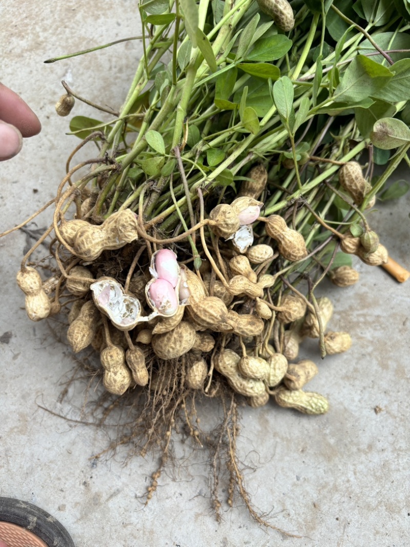 2优质鲜花生鲁花系列白沙系列沙地花生品质高全国代