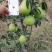 洋梨香蕉梨太婆梨