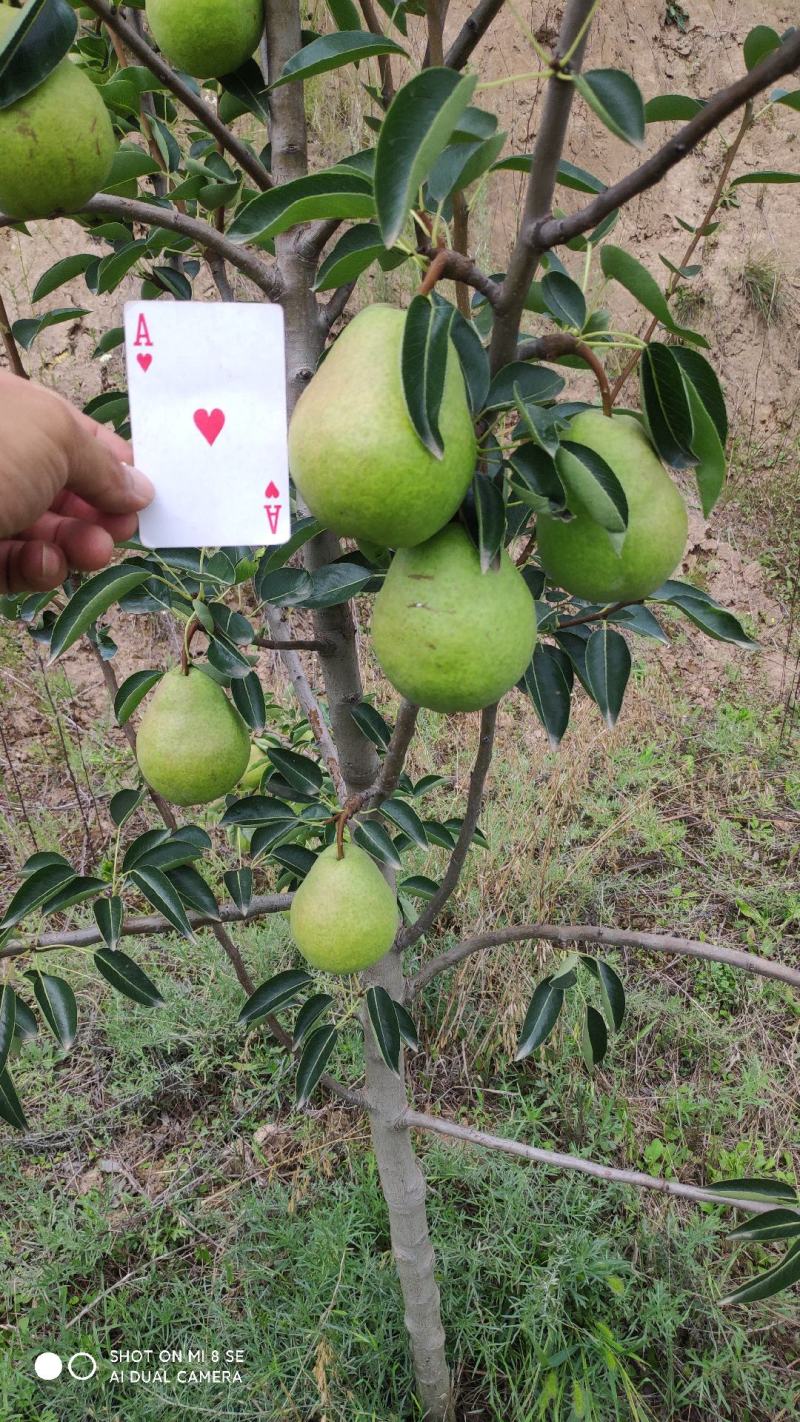洋梨香蕉梨太婆梨