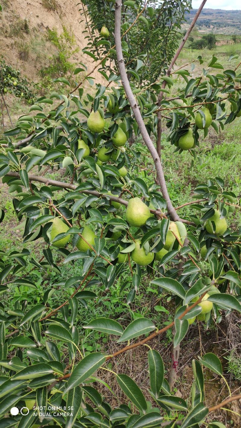 洋梨香蕉梨太婆梨