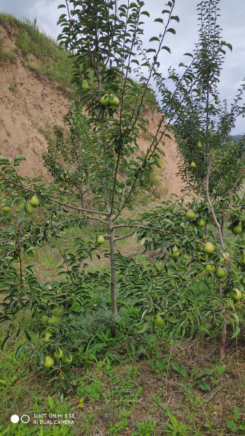 洋梨香蕉梨太婆梨