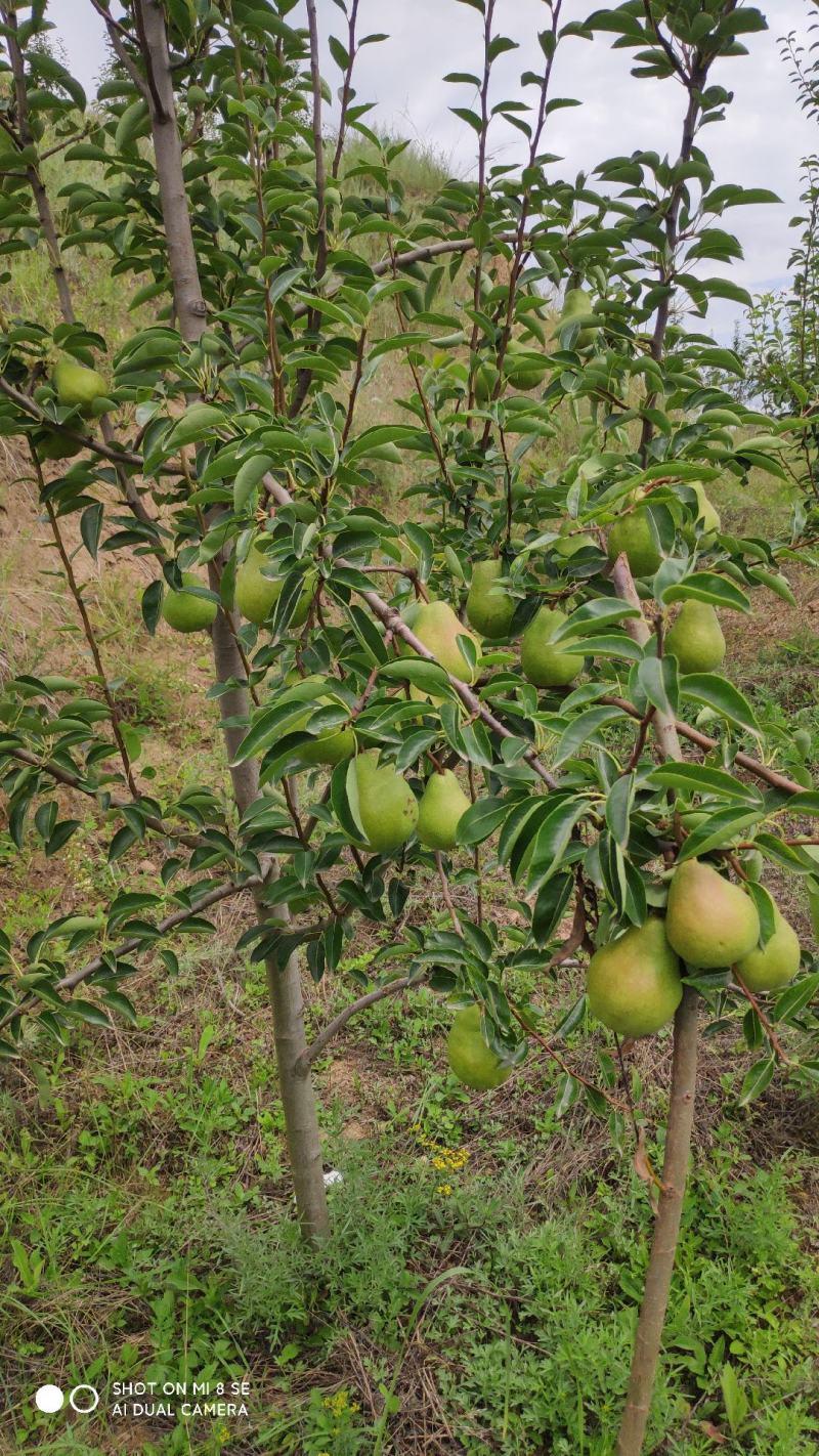洋梨香蕉梨太婆梨