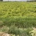 大西洋、薯片专用土豆、加工薯