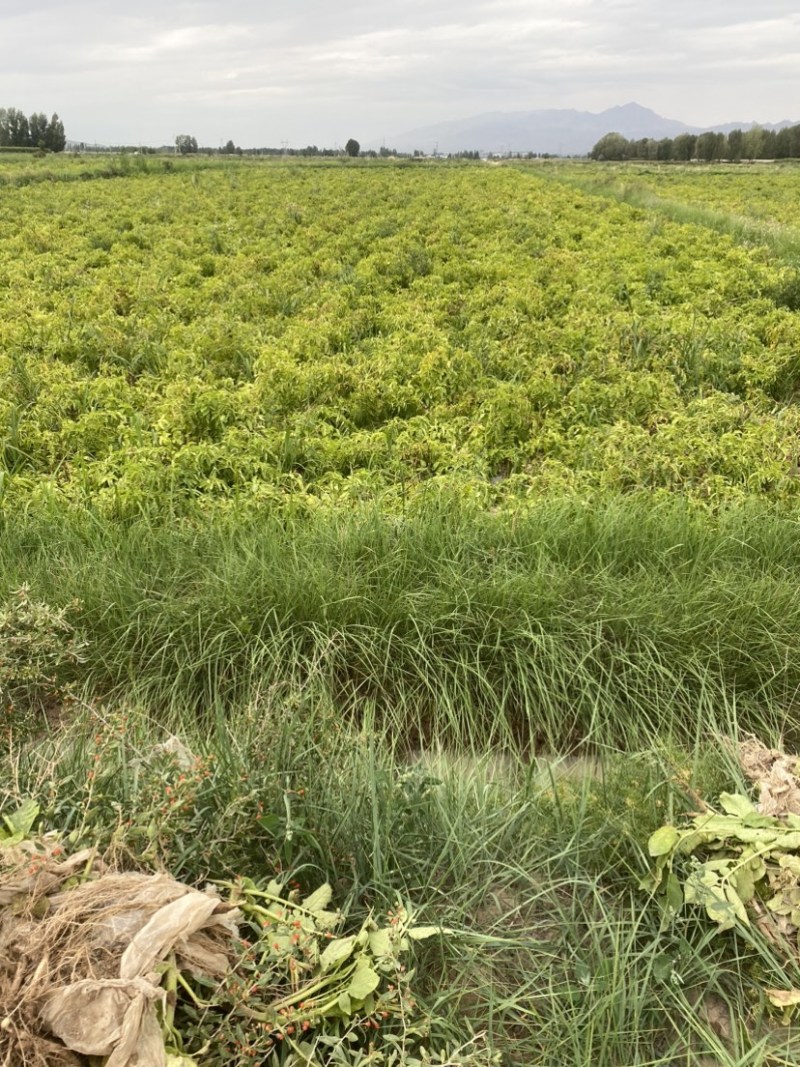 大西洋、薯片专用土豆、加工薯
