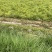 大西洋、薯片专用土豆、加工薯