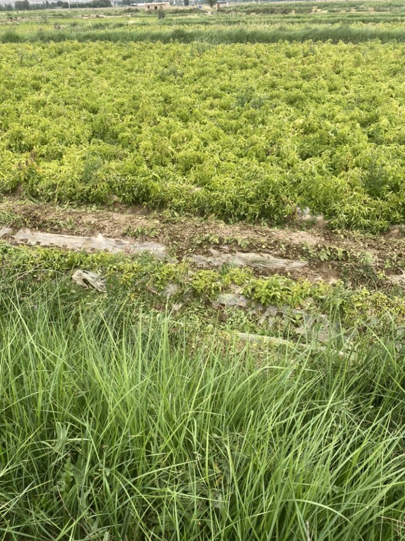 大西洋、薯片专用土豆、加工薯