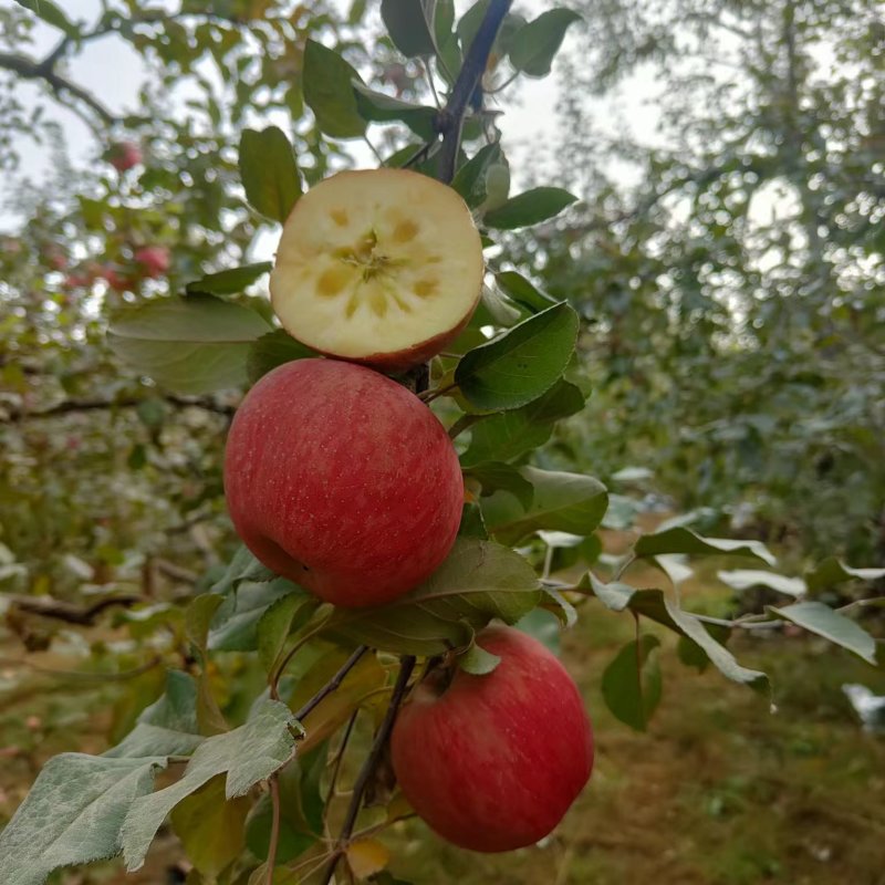 【推荐】新疆阿克苏冰糖心苹果量大从优产地发货欢迎咨询