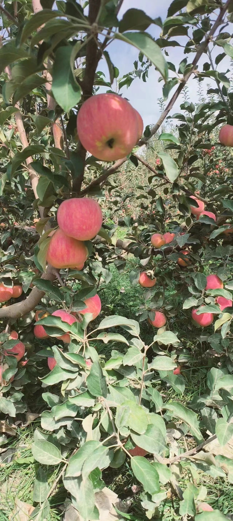 【推荐】新疆阿克苏冰糖心苹果量大从优产地发货欢迎咨询