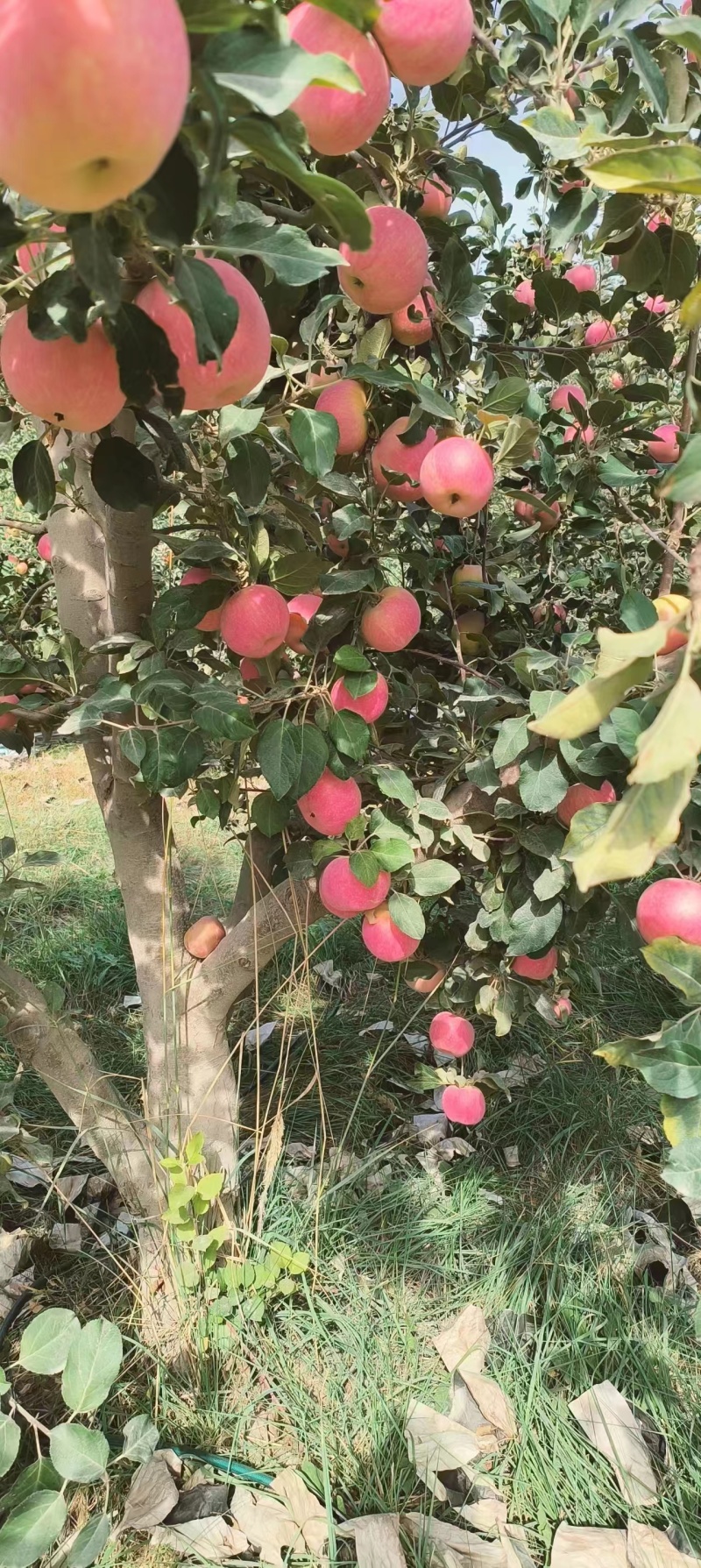 【推荐】新疆阿克苏冰糖心苹果量大从优产地发货欢迎咨询