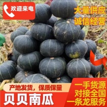 精品电商贝贝南瓜粉糯香甜小南瓜加工厂超市南瓜养殖南瓜