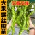 香辣螺丝椒秧苗皱皮海椒四季菜种春季盆栽蔬菜辣椒苗子秧高产
