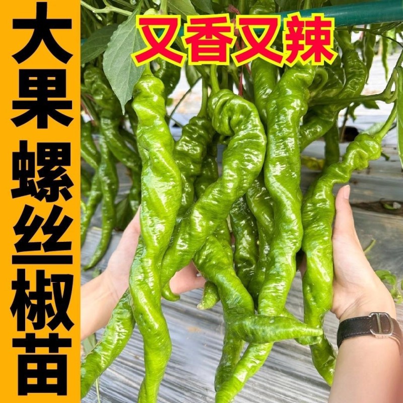 香辣螺丝椒秧苗皱皮海椒四季菜种春季盆栽蔬菜辣椒苗子秧高产