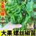 香辣螺丝椒秧苗皱皮海椒四季菜种春季盆栽蔬菜辣椒苗子秧高产