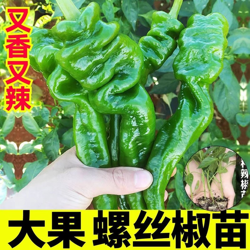 香辣螺丝椒秧苗皱皮海椒四季菜种春季盆栽蔬菜辣椒苗子秧高产