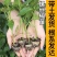 香辣螺丝椒秧苗皱皮海椒四季菜种春季盆栽蔬菜辣椒苗子秧高产