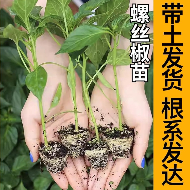 香辣螺丝椒秧苗皱皮海椒四季菜种春季盆栽蔬菜辣椒苗子秧高产