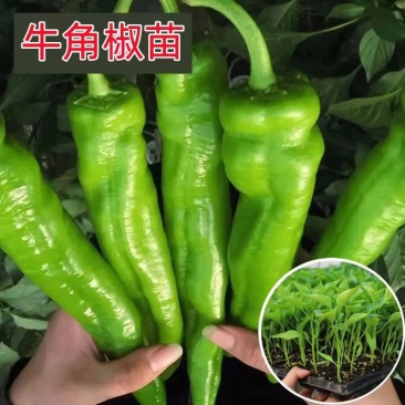 大牛角椒秧苗辣椒苗子香辣高产蔬菜苗