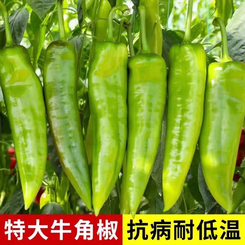 大牛角椒秧苗辣椒苗子香辣高产蔬菜苗