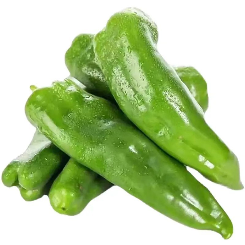 大牛角椒秧苗辣椒苗子香辣高产蔬菜苗
