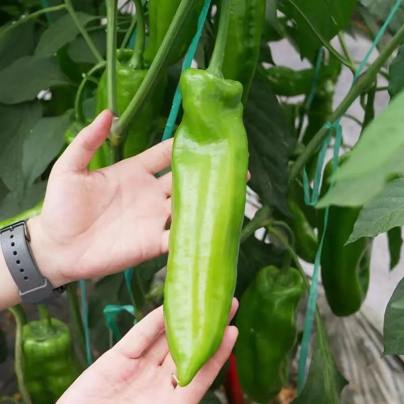 大牛角椒秧苗辣椒苗子香辣高产蔬菜苗