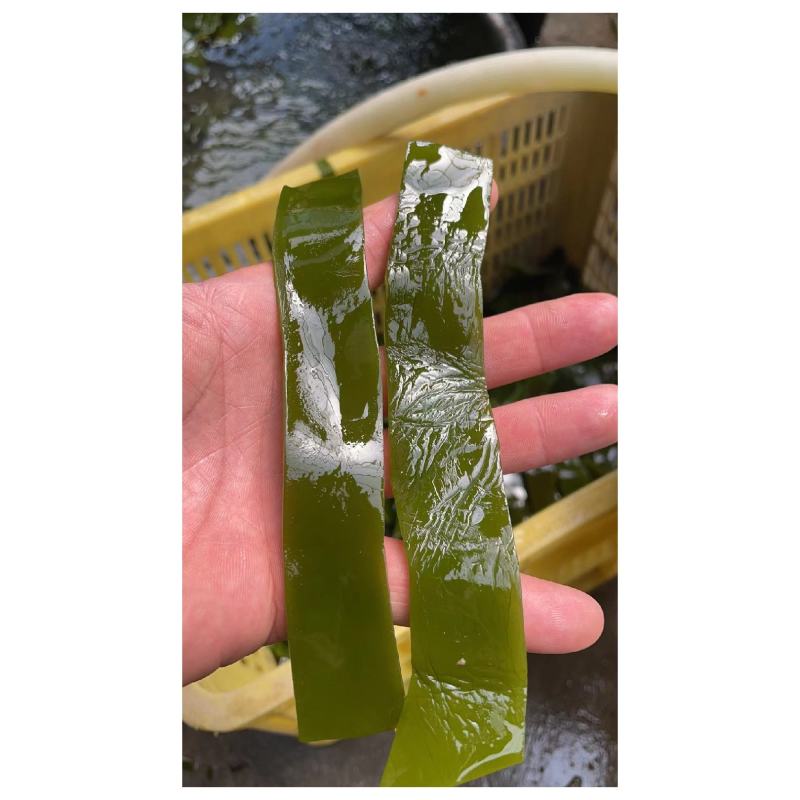 荣成海带，烘干海带条水洗无盐无沙，15倍泡发率10成干