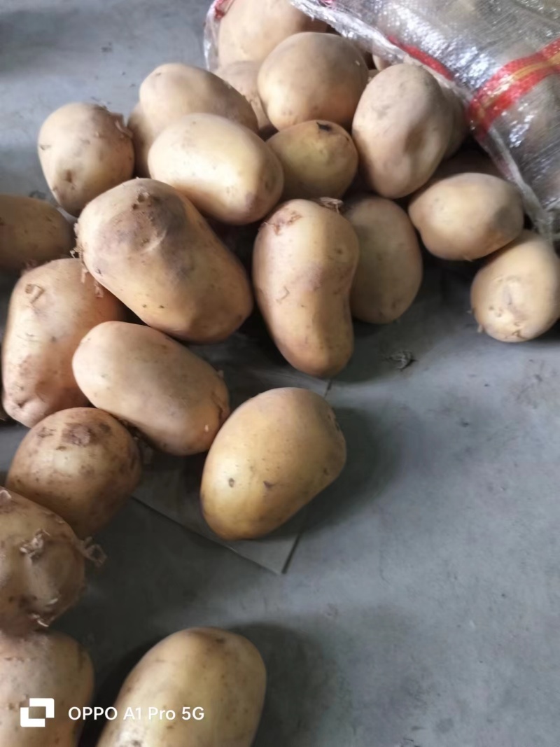 开封黄心土豆品质保障货源充足规格齐全货发全国