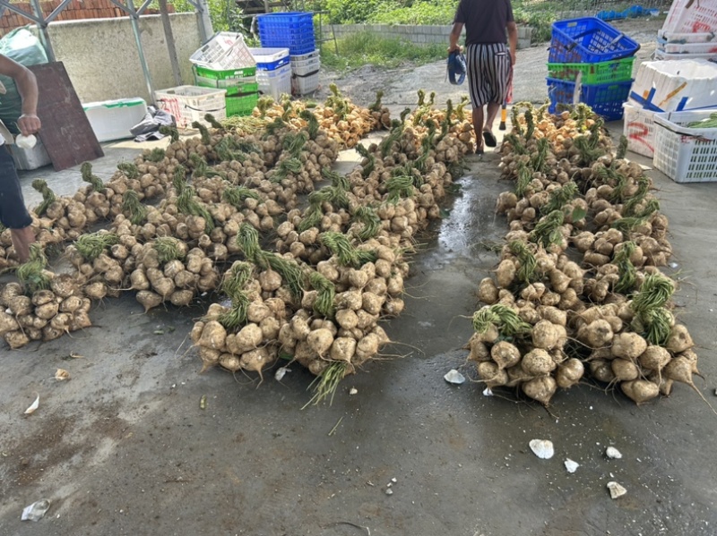 大量供应凉薯，欢迎来电