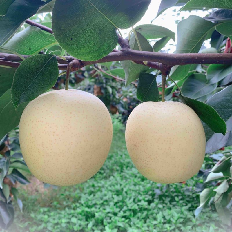 我的家乡在河南漯河舞阳，种植皇冠梨、黄金梨和秋月梨近千亩