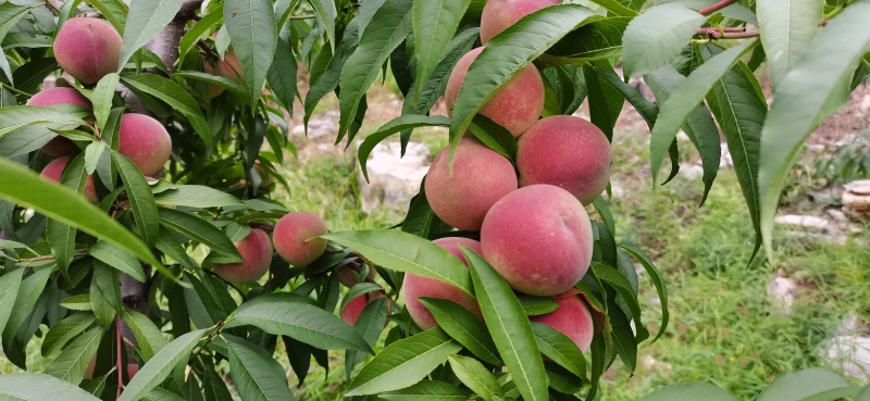 青州蜜桃，蜜桃