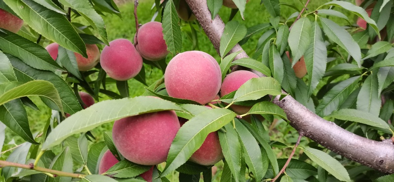 青州蜜桃，蜜桃
