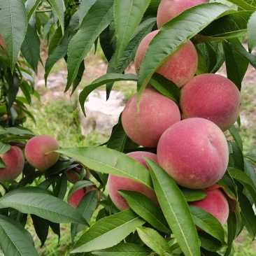 青州蜜桃，蜜桃
