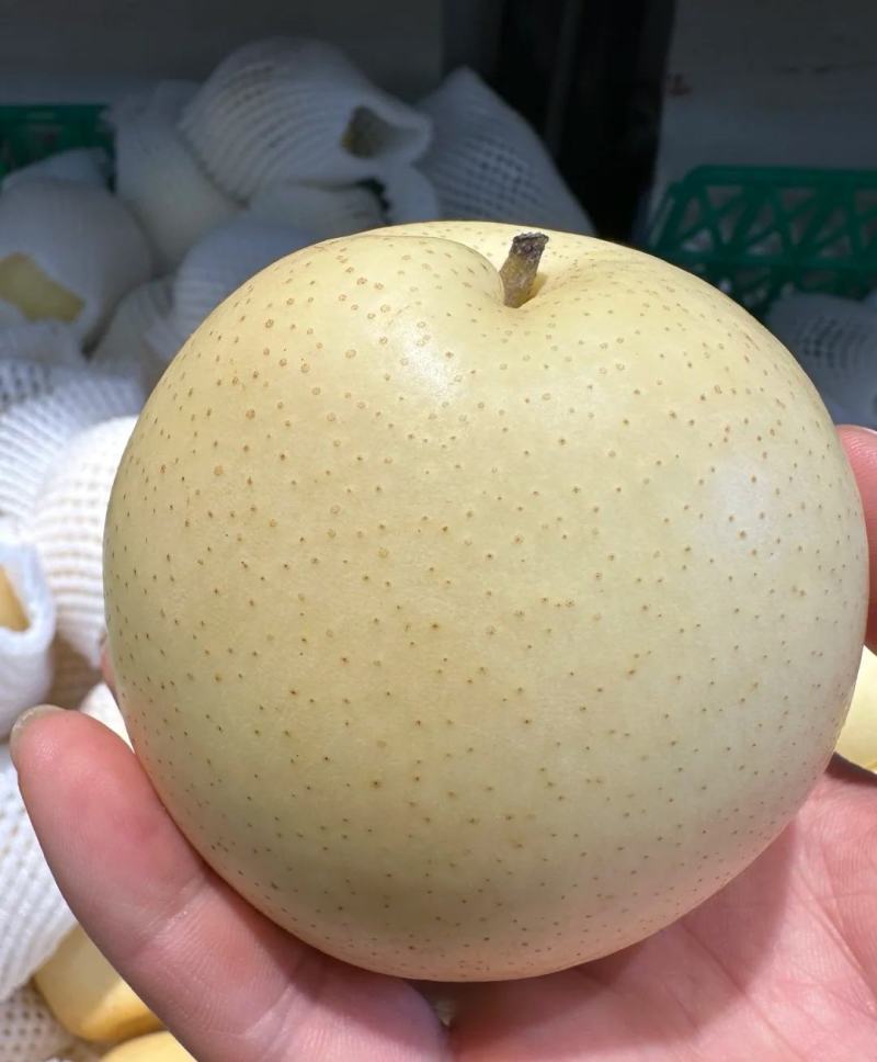精品皇冠梨大量供应，产地直发，新鲜采摘，多汁多水，欢迎