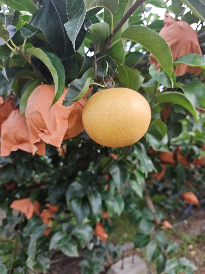 秋月梨