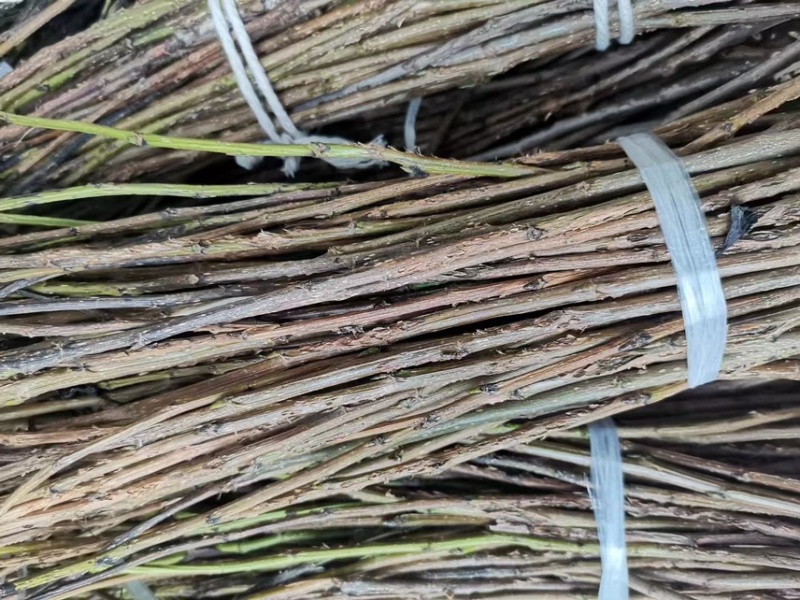 金蝉卵枝杨树卵枝白蜡卵枝