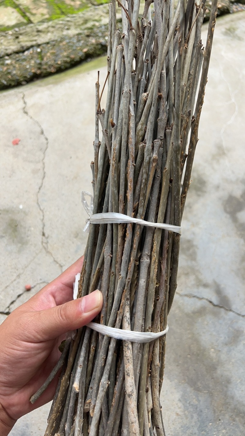 金蝉卵枝杨树卵枝白蜡卵枝