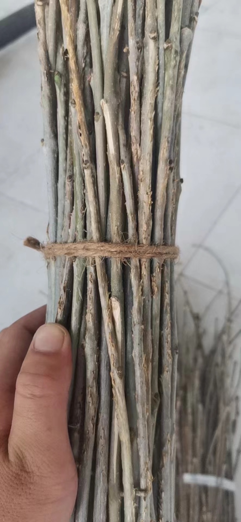 金蝉卵枝杨树卵枝白蜡卵枝