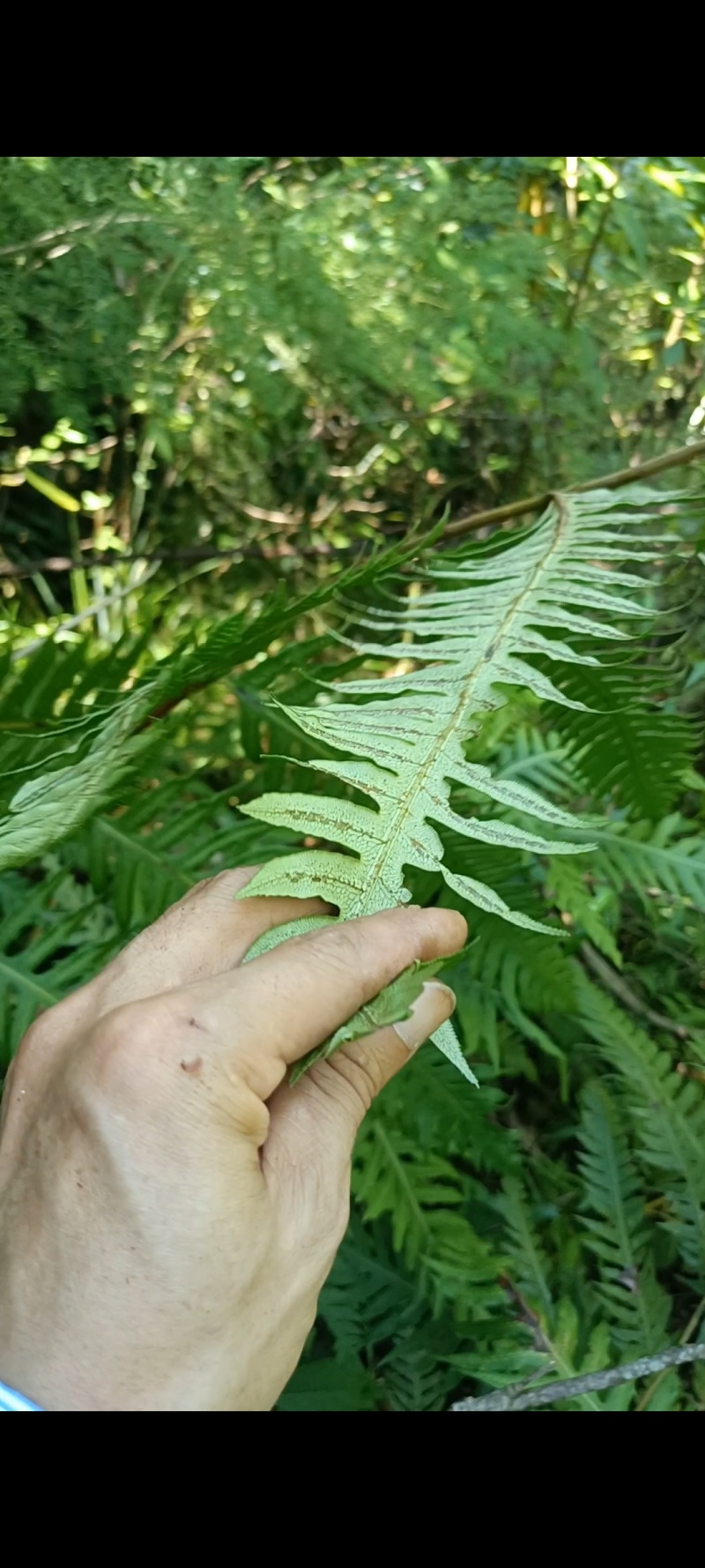 野生狗脊