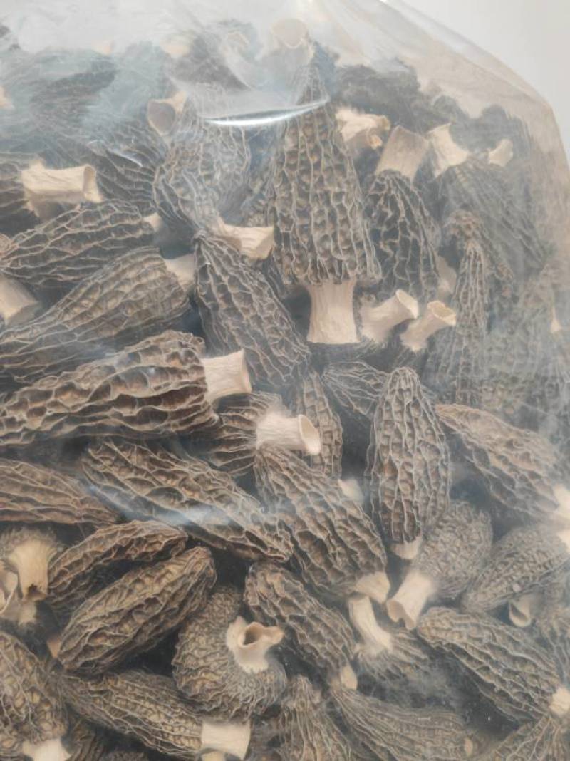 精品羊肚菌干货