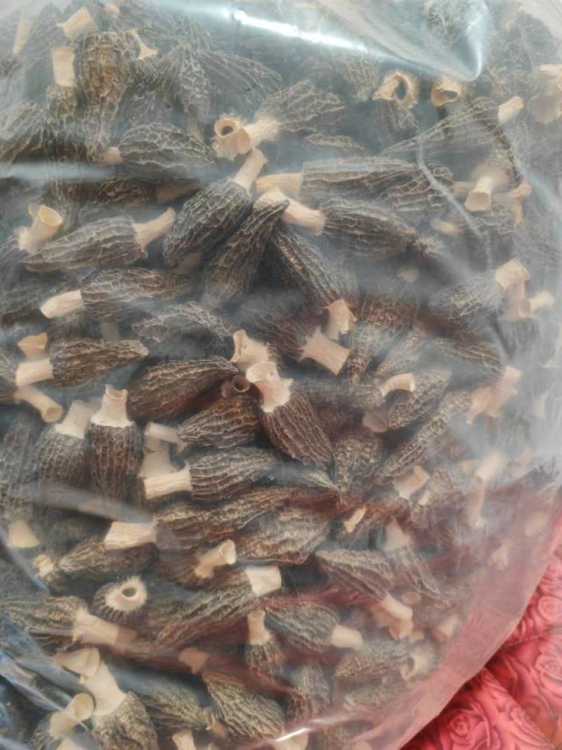 精品羊肚菌干货