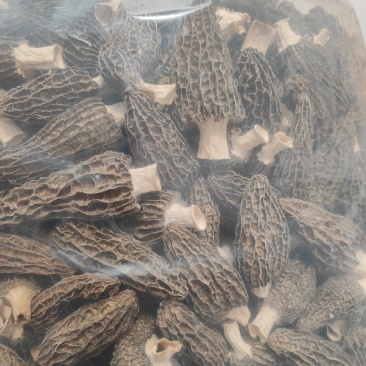 精品羊肚菌干货