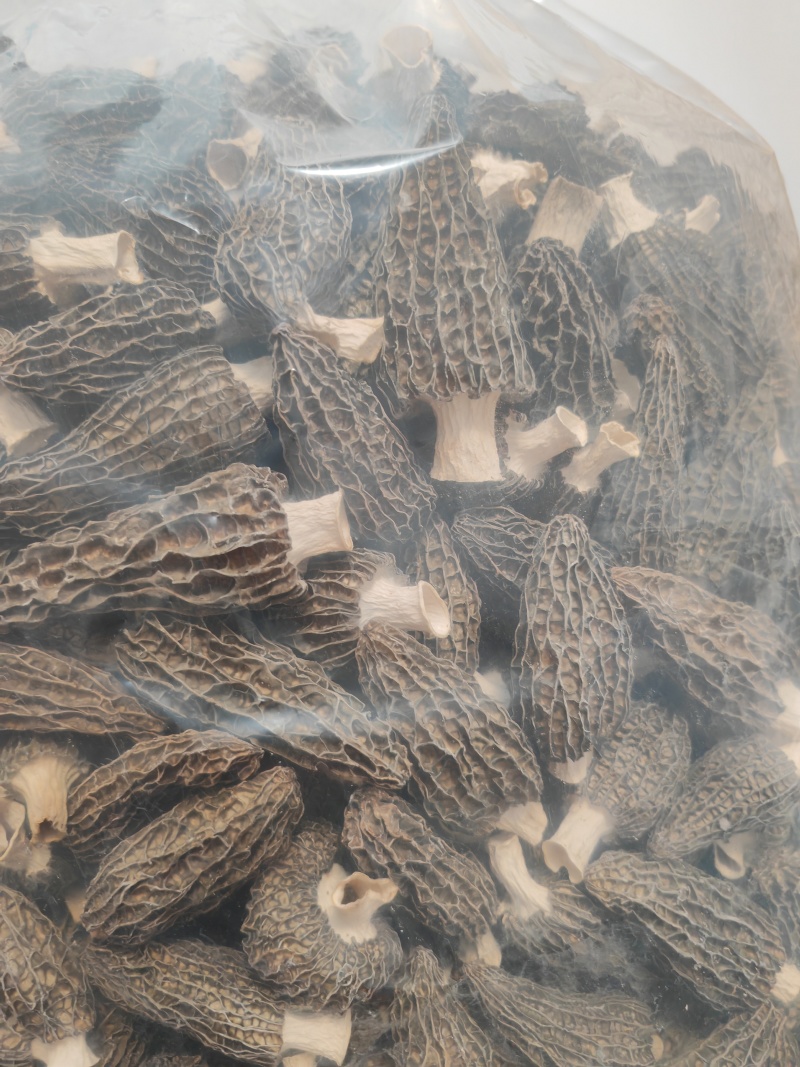 精品羊肚菌干货