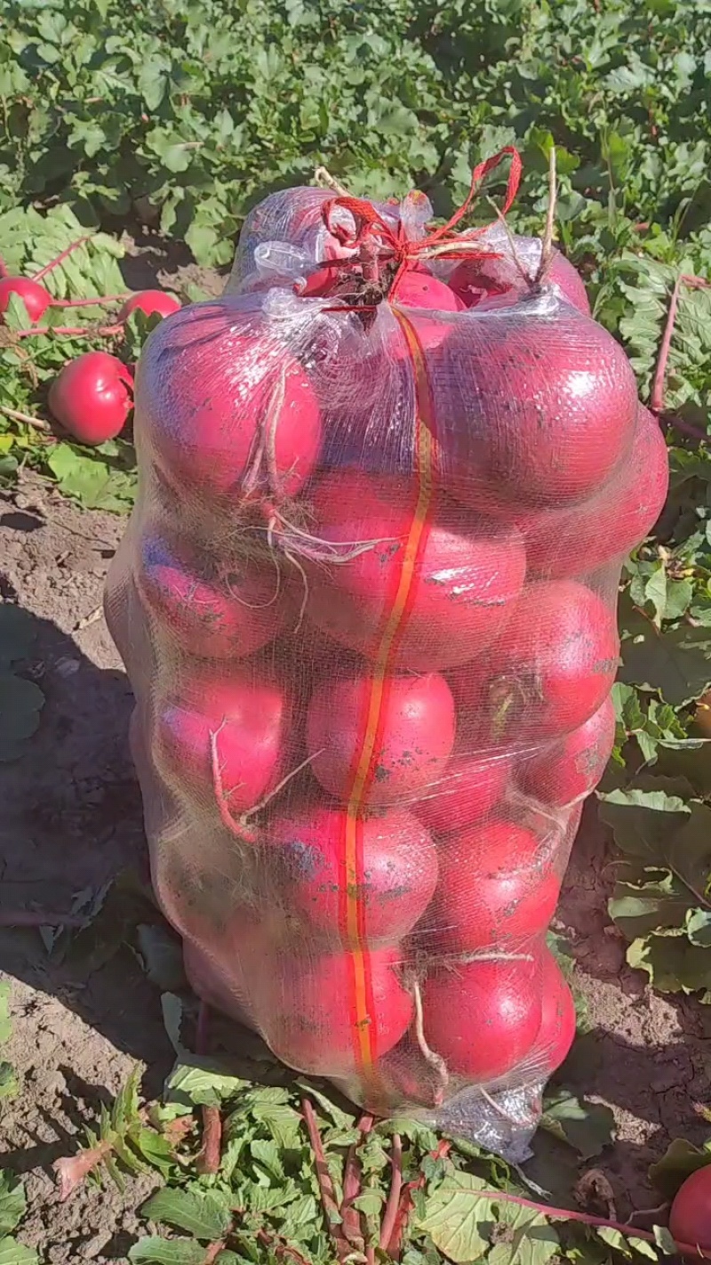红萝卜，红皮萝卜，个头均匀，颜色鲜亮，适合市场商超