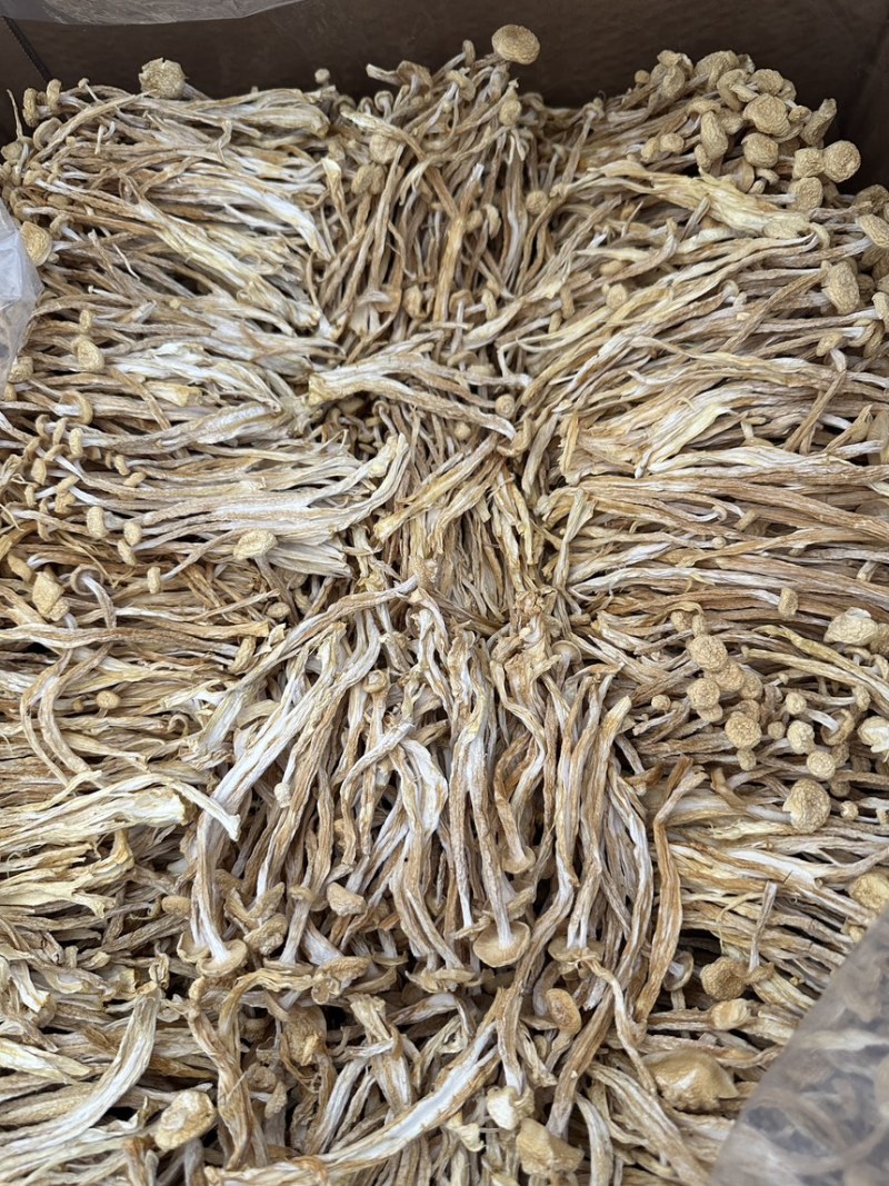 海鲜菇、新货、干度、颜色靓各种规格齐全、各种礼盒
